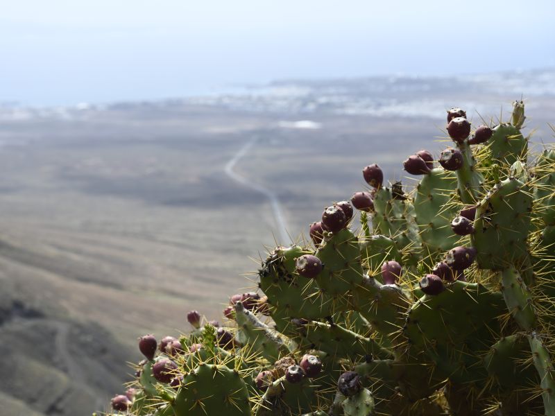 Kakteen bei Femes, Lanzarote