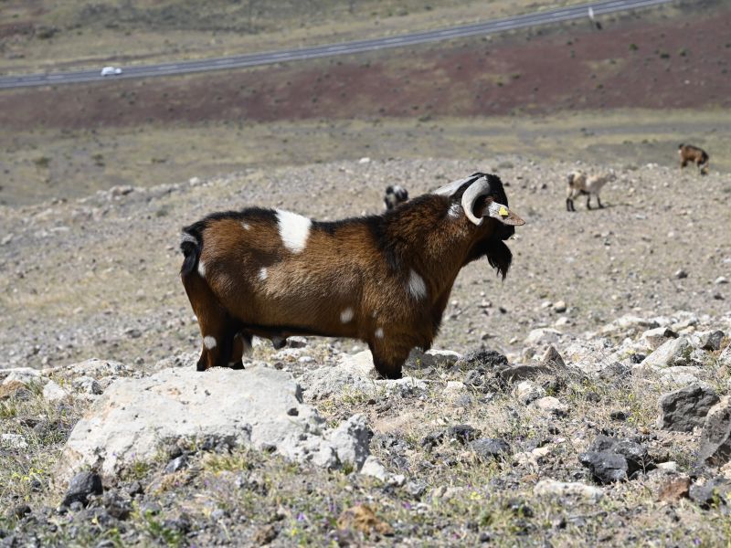 Ziege auf Fuerteventura