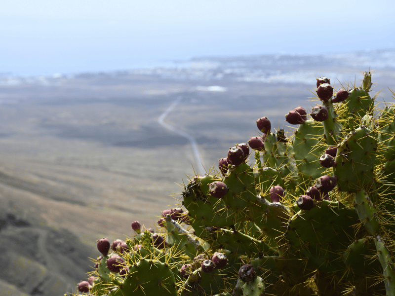 Kaktus mit roten Früchten, dahinter karge Landschaft und das Meer