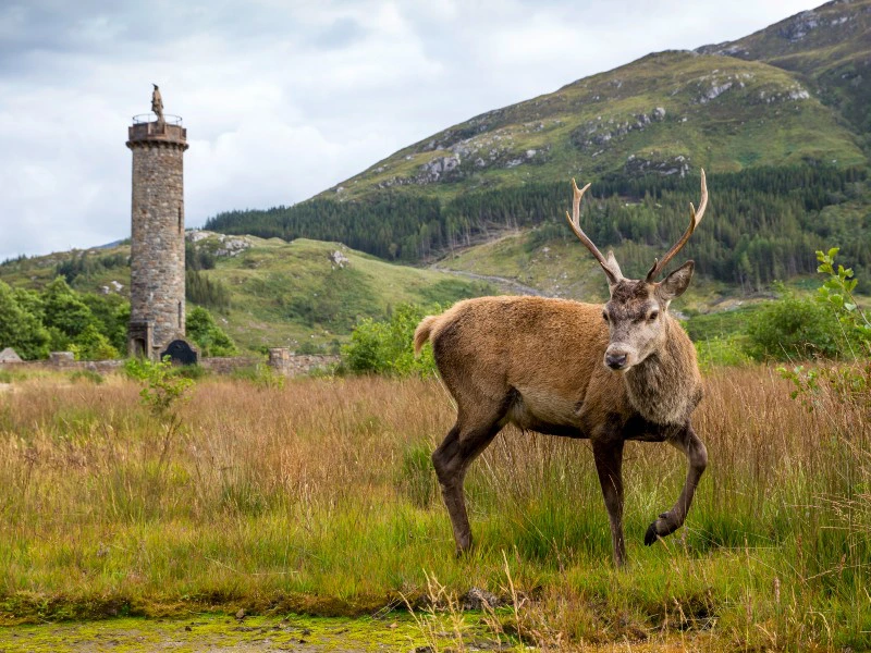 Schottland Rothirsch