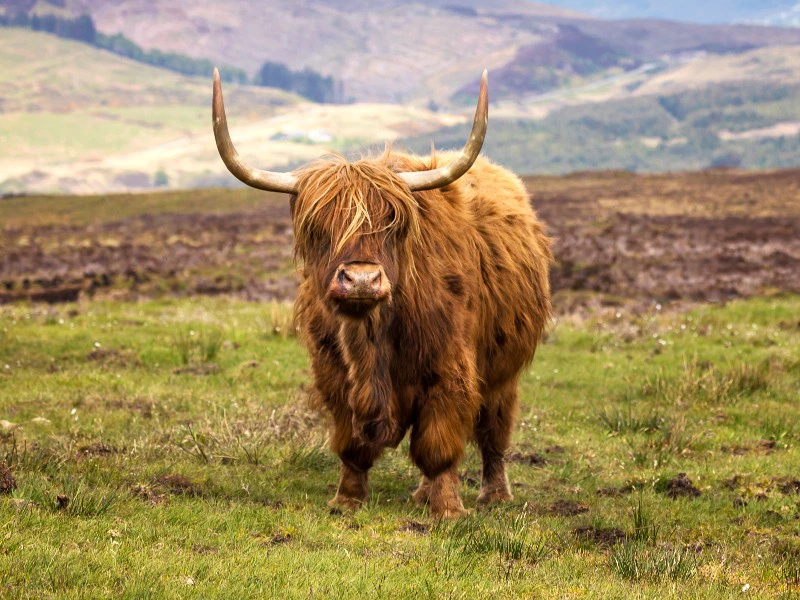 Highlights of the Highlands