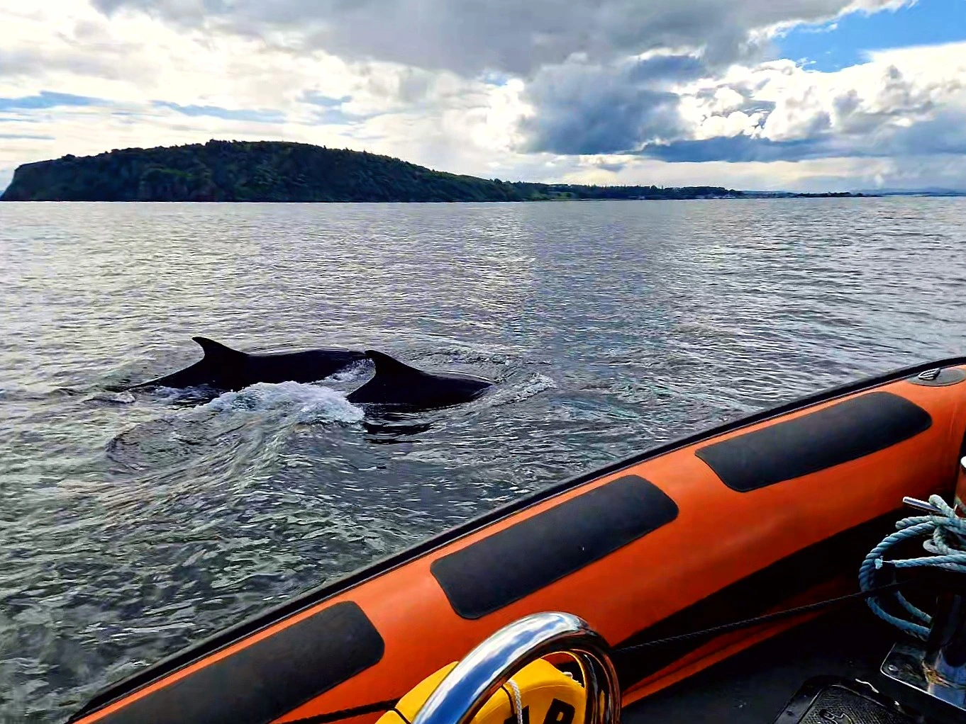 Schottland Inverness Delfin Bootstour