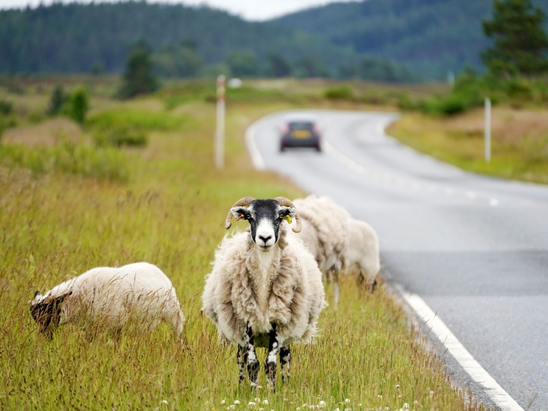 Schottland Schafe am Straßenrand