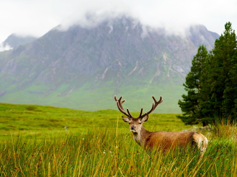 Schottland glen coe Rentier