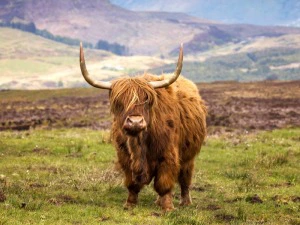 Schottland Highland Kuh