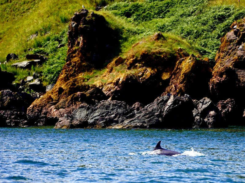 Schottland Inverness Delfin Beobachtung Tour