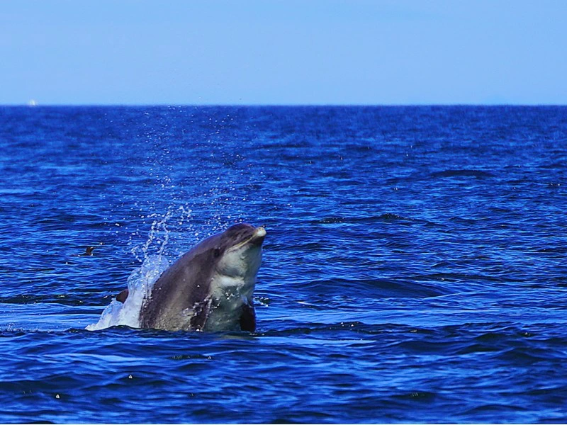 Schottland Inverness Delfin Beobachtung Tour