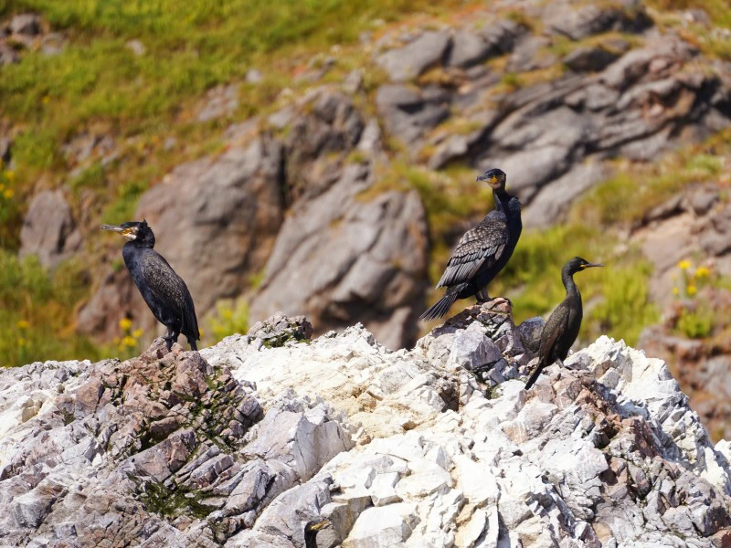 Schottland Inverness Delfin Beobachtung Tour