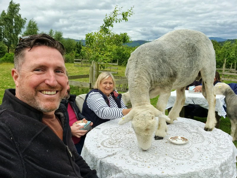 Schottland Loch Lomond Hightea mit Schafen