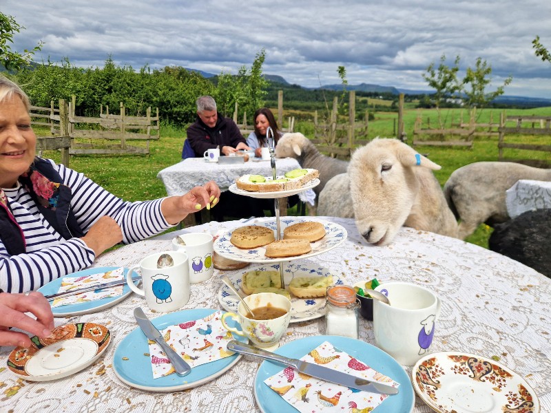 Schottland Lomond Mittagstee mit Schafen