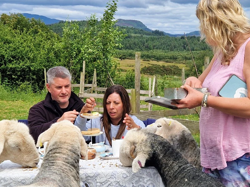 Schottland Loch Lomond Hightea mit Schafen
