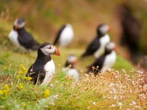 Schottland Staffa Pinguine