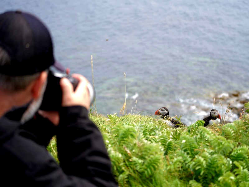 Schottland Staffa Puffins