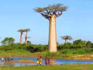 Allee der Baobabs Madagaskar