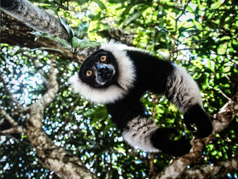 Andasibe Madagaskar