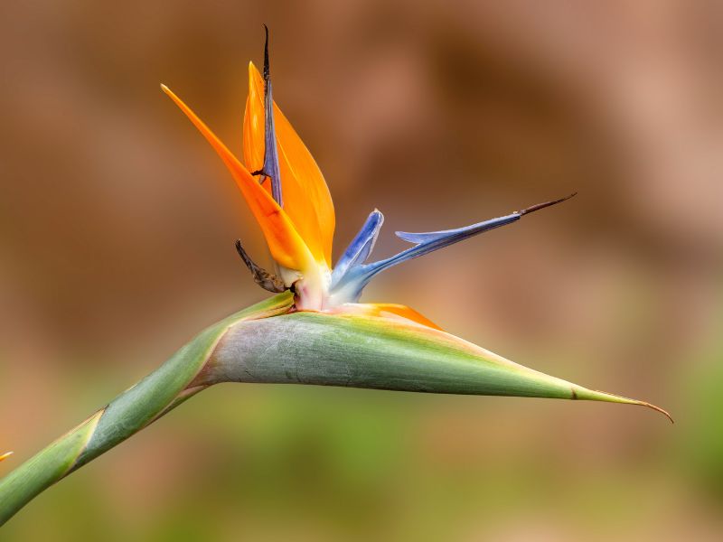 Andasibe Madagaskar