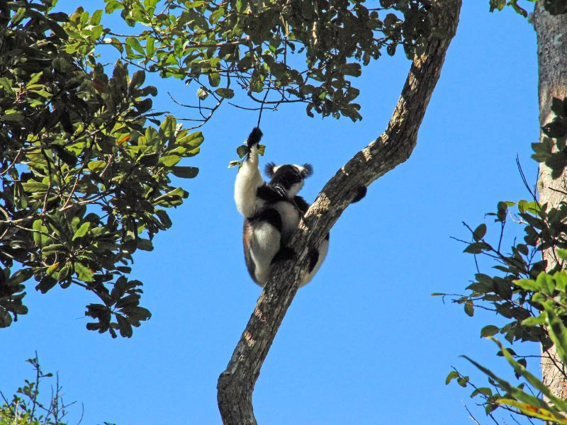 Madagaskar Maki