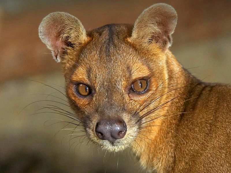 Madagaskar Fossa