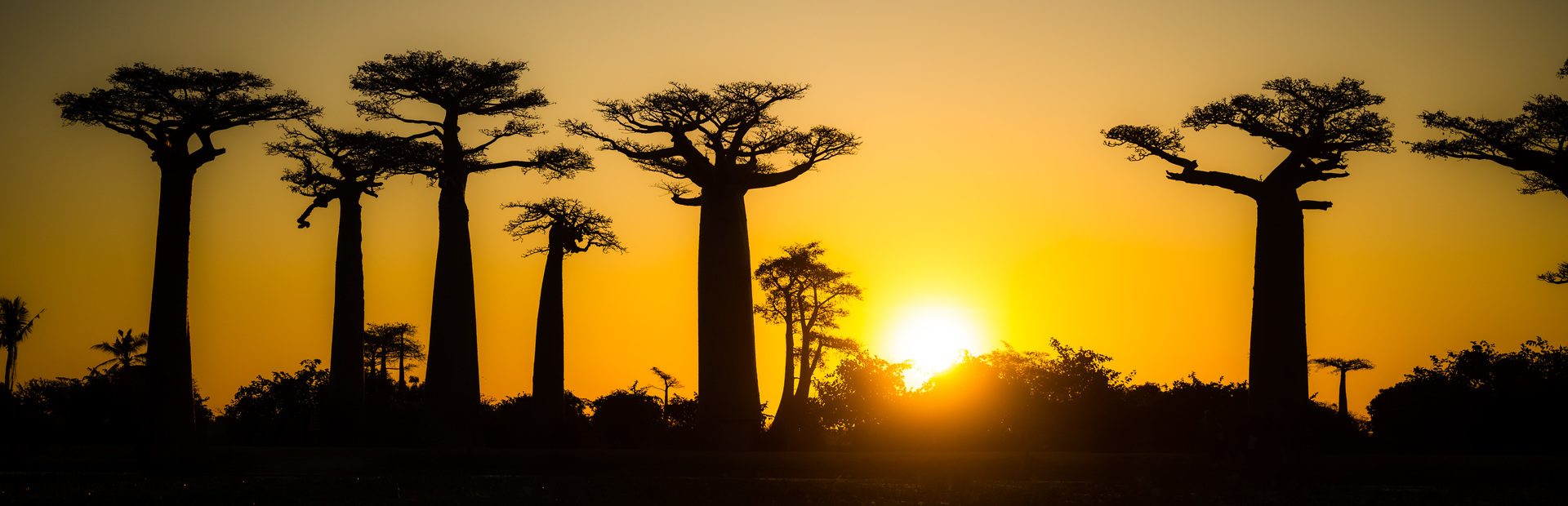 Madagaskar Allee der Baobabs