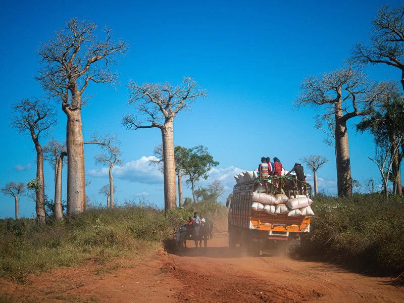 Allee der Baobabs Madagaskar