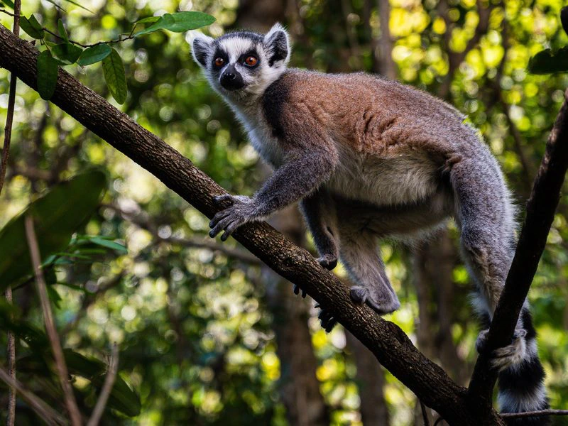Madagaskar Isalo