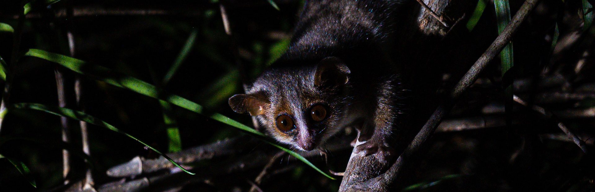 Madagaskar Kirindy