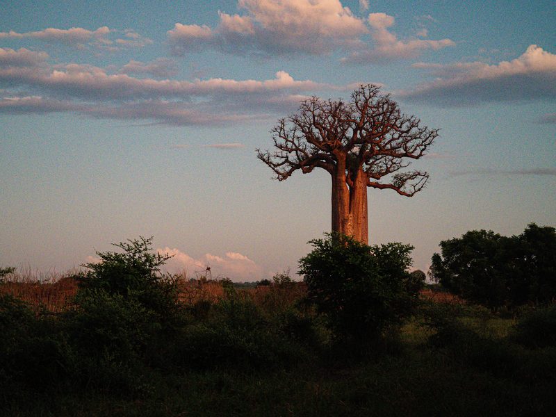 Kirindy Forest Baobab Baum Madagaskar
