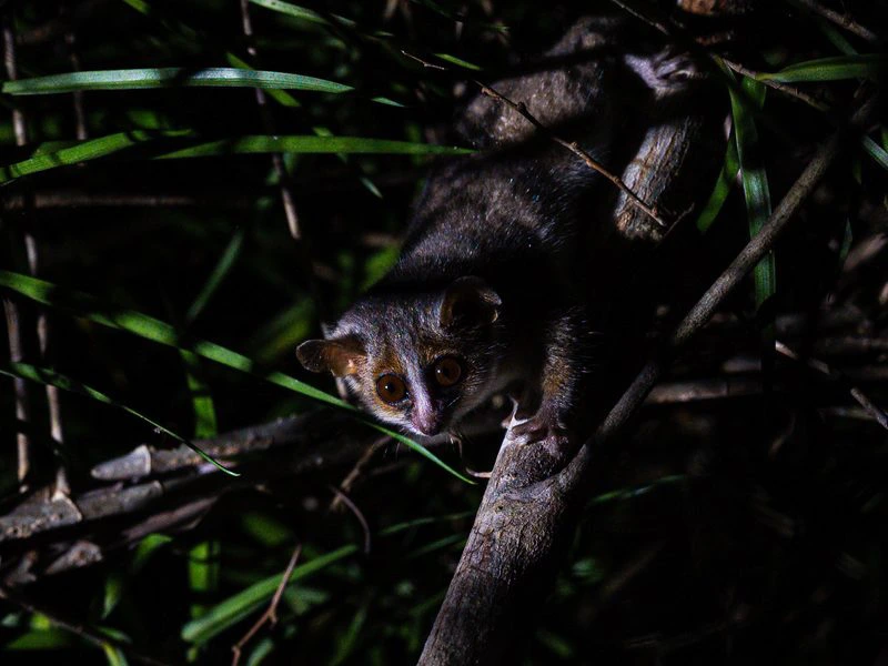 Madagascar Nacht im Dschungel