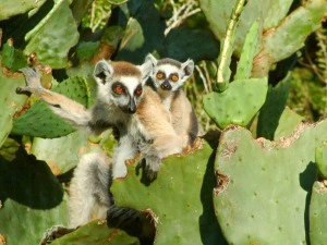 Madagaskar Maki im Kaktus