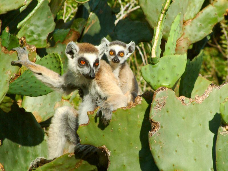 Madagaskar Maki im Kaktus