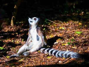 Madagaskar Parc d'Anja Katta