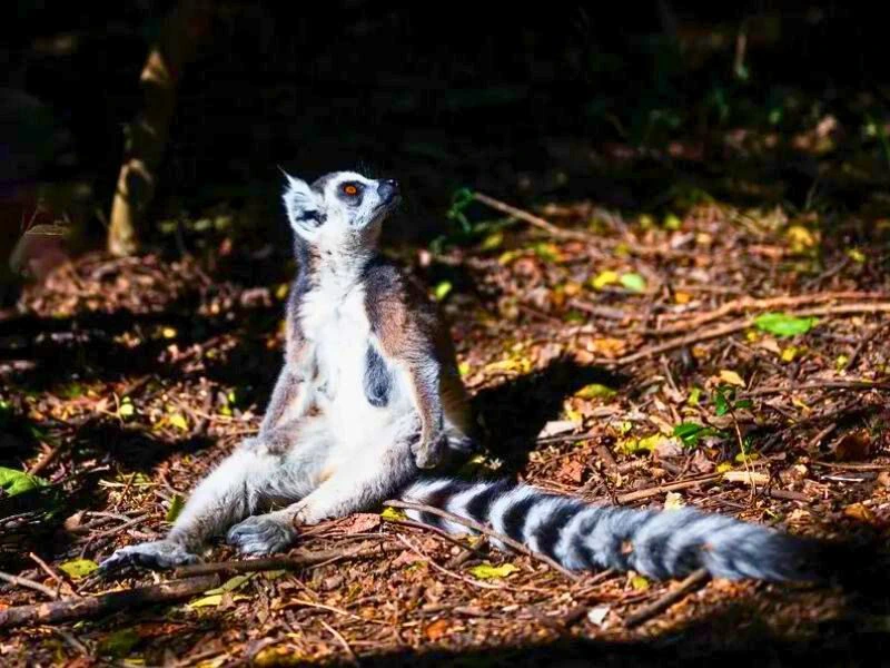 Madagaskar Parc d'Anja Katta