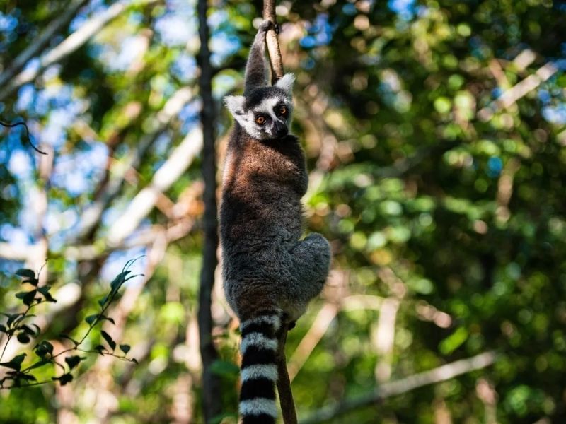 Madagaskar Parc d'Anja