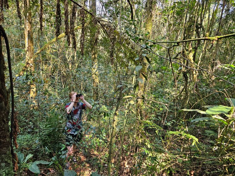 Dschungelwanderung in Madagaskar