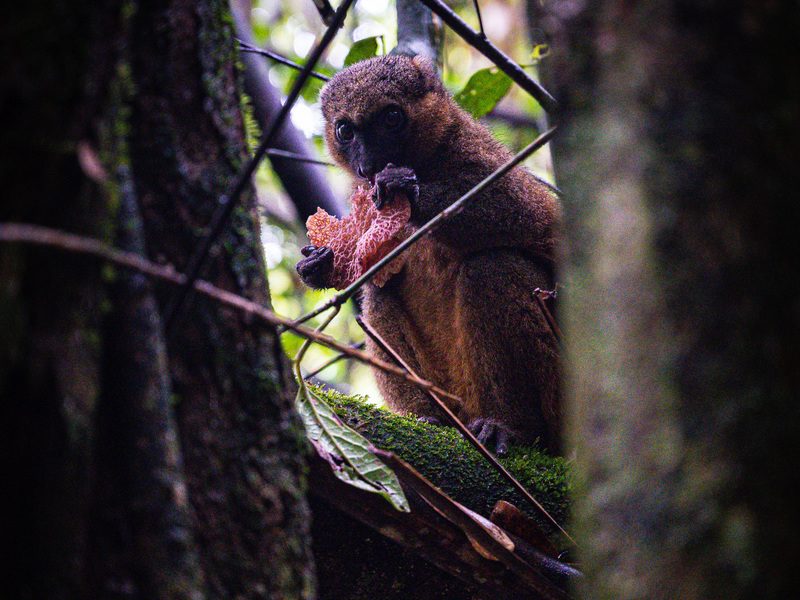 Madagaskar Ranomafana Nationalpark