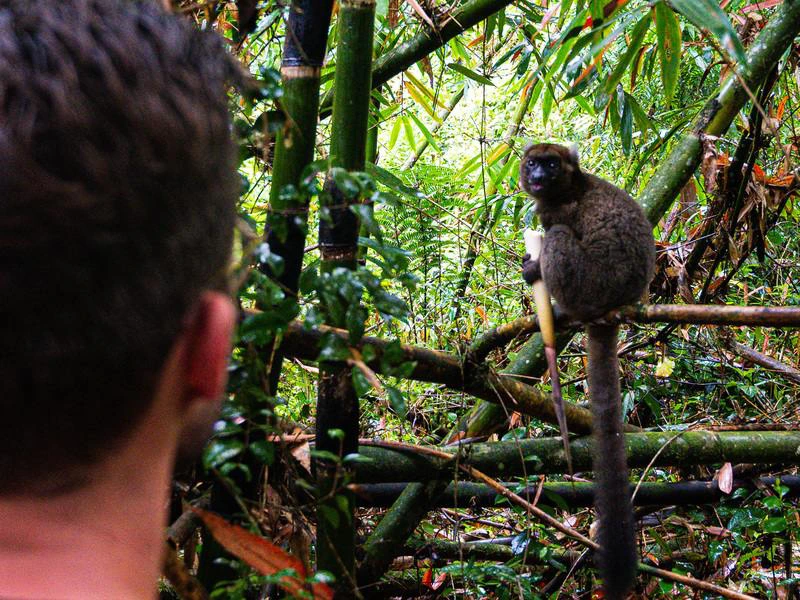 Madagaskar Ranomafana Nationalpark