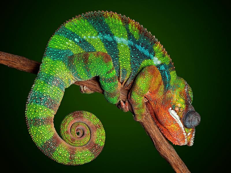 Madagaskar Ranomafana Nationalpark Chamäleon