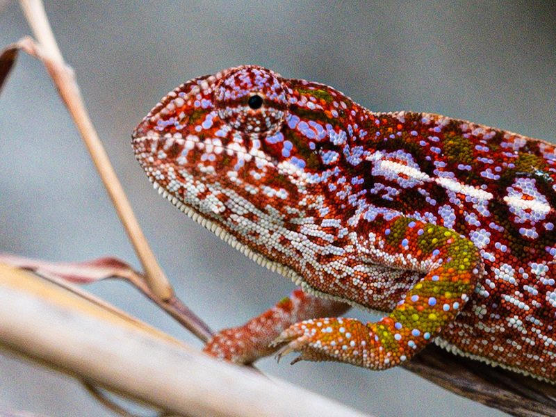 Madagaskar Tsaranoro Tal Chamäleon