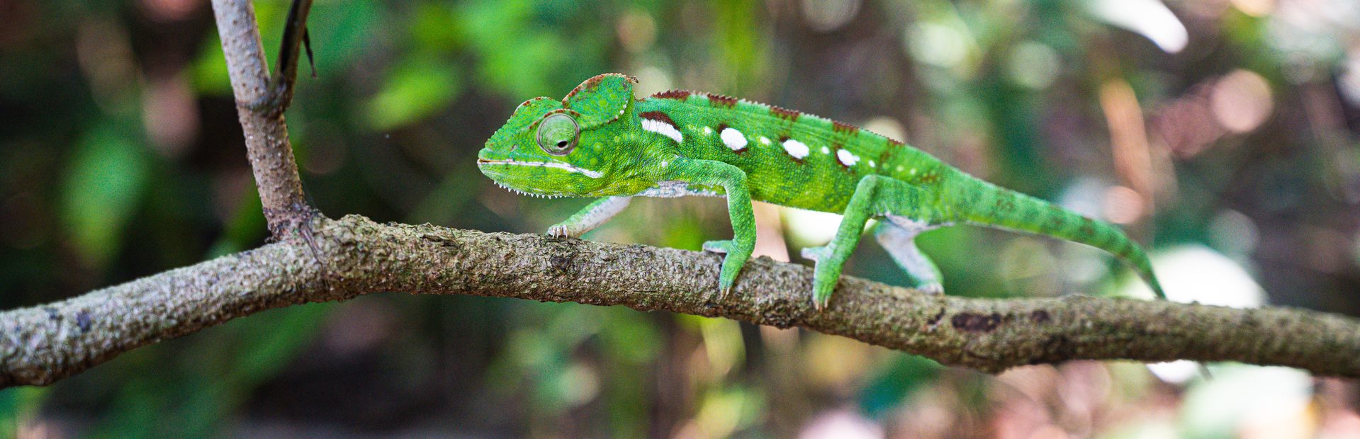 Madagaskar Tsingy de Bemaraha Chamäleon