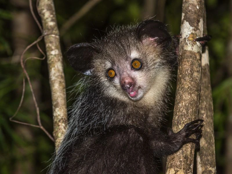Aye-Aye in der Nacht Madagaskar