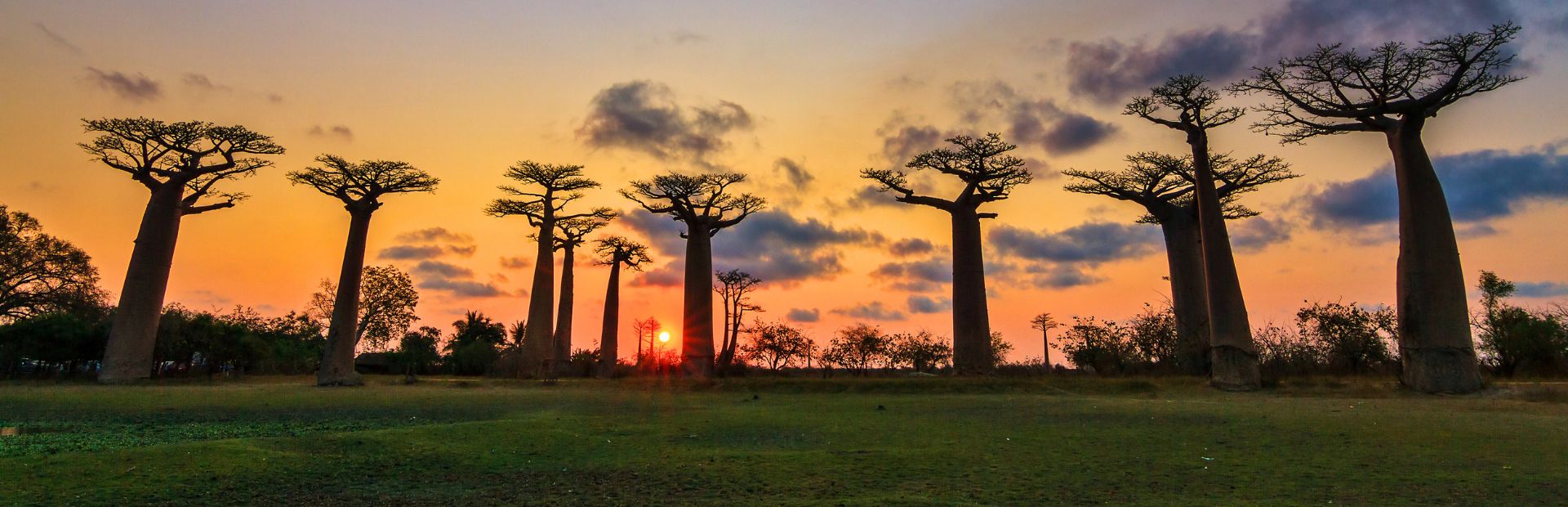 Madagaskar Baobab Bäume