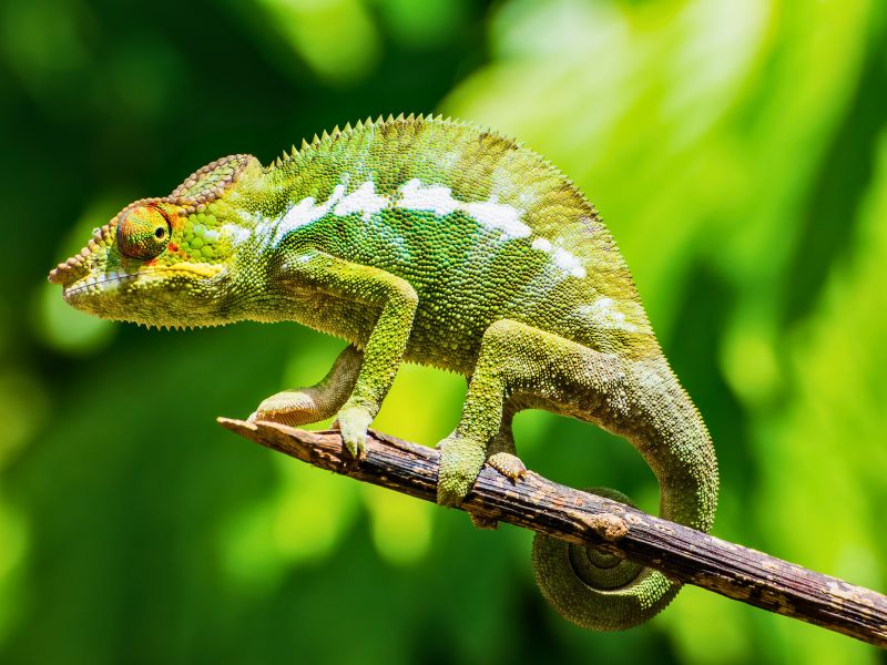 Madagaskar Chamäleon
