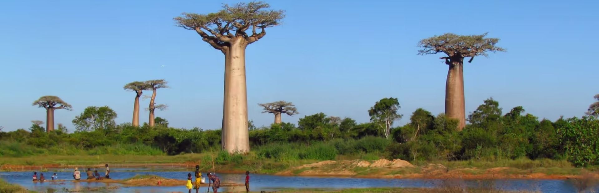 Madagaskar Allee der Baobabs