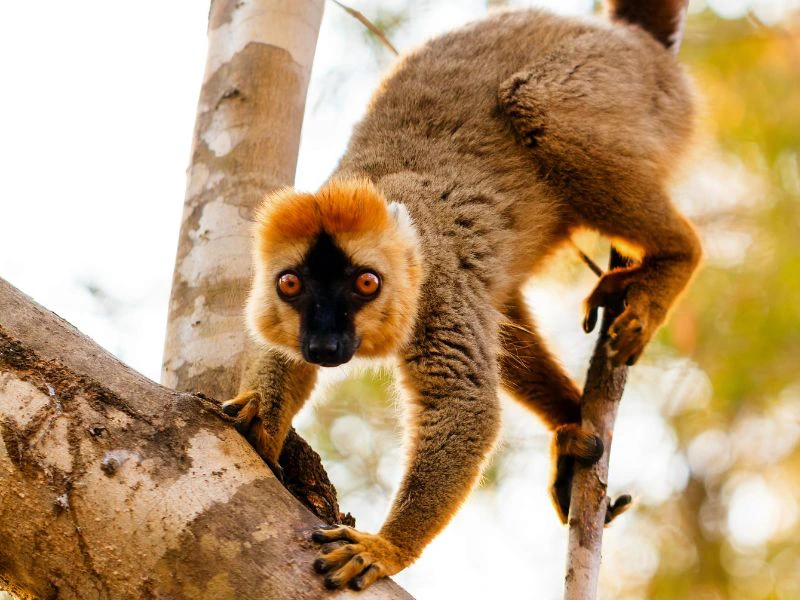 Madagaskar-Kirindy-Foerst-Maki