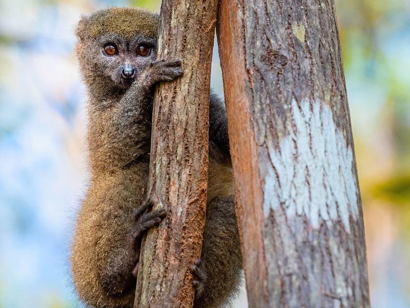 Madagaskar Ranomafana Bambuslemur