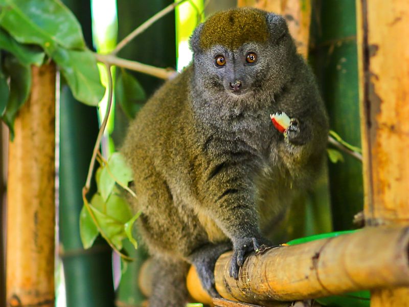 Madaskar Bambusmaki Ranomafana Nationalpark