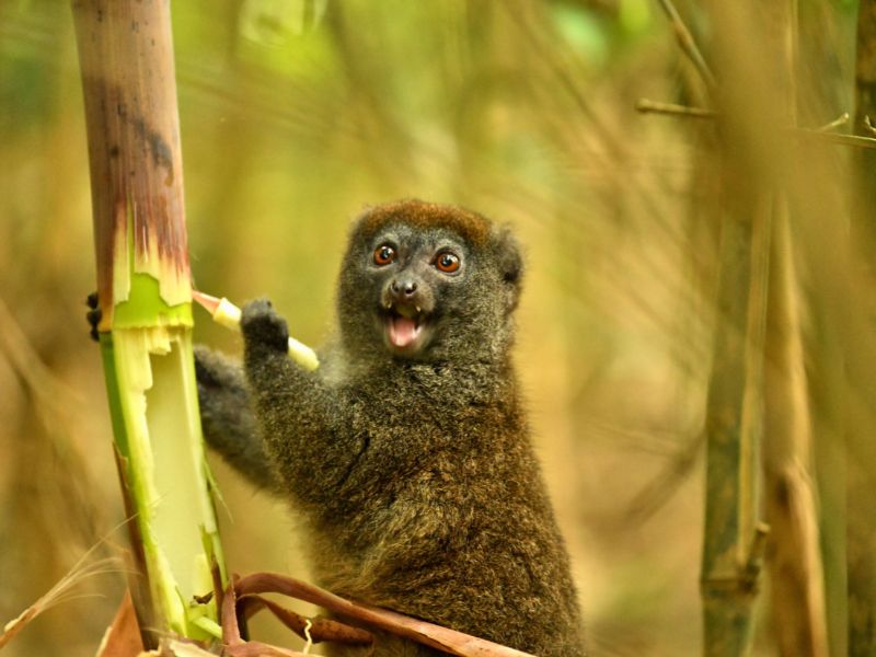 Madaskar Bambusmaki Ranomafana Nationalpark