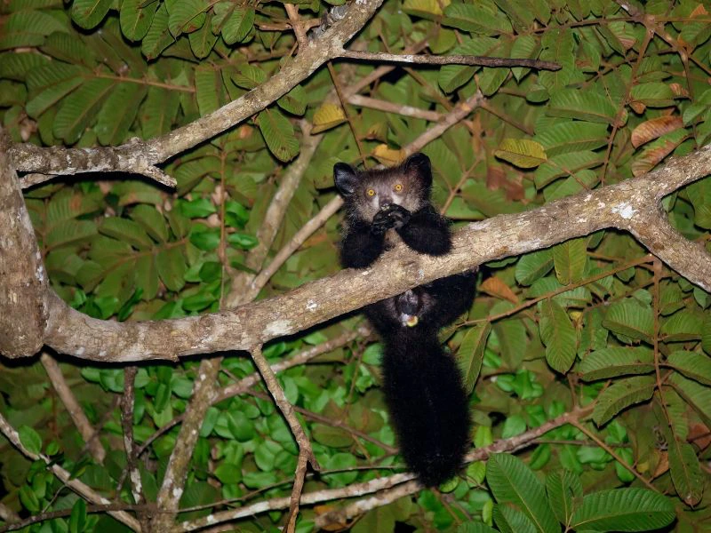 Aye-Aye in der Nacht Madagaskar