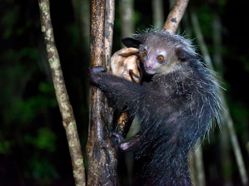 Aye-Aye in der Nacht Madagaskar