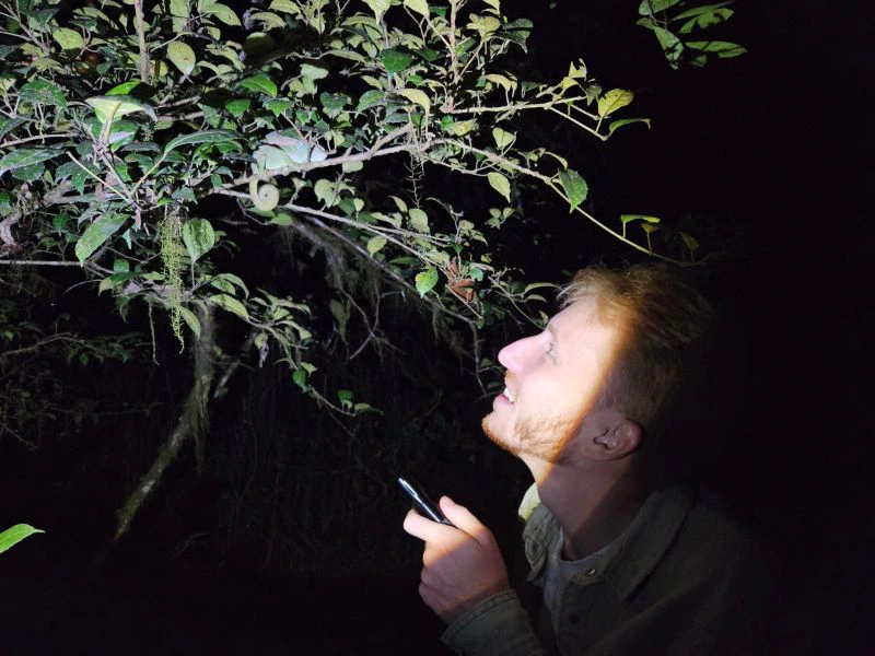 Aye-Aye in der Nacht Madagaskar